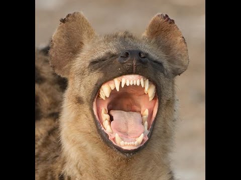 cackling-hyena.jpg